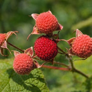 May include: Close-up of a cluster of ripe, red berries with a textured surface, growing on a green leafy branch. The berries are surrounded by small, brown sepals. The background is a blurred green.