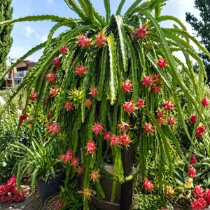 cactus plants for sale Opuntia cochenillifera 'Variegata' --Sunburst Cact