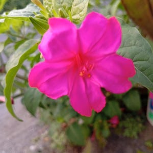 Four O&#39;Clock Flower Seeds: Fragrant Mirabilis Jalapa - Mixed Colors