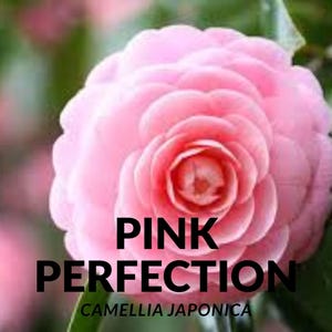 Pink Perfection Camellia Japonica: Live Starter Plant, Evergreen Shrub