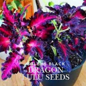 Black Dragon Coleus Seeds: Rare Dark Foliage, Shade Garden Plant