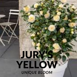 Jury&#39;s Yellow Camellia Plant: Rare Creamy Yellow Bloom, Evergreen Shrub