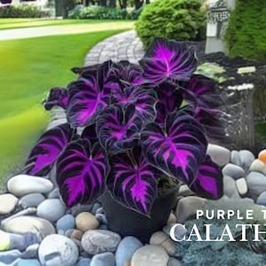 Purple Tip Calathea Seeds: Rare Tropical Foliage Plant