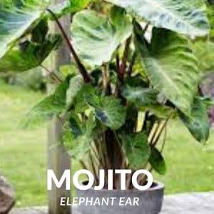 Mojito Elephant Ear Plant: Colocasia esculenta, Tropical Garden Starter