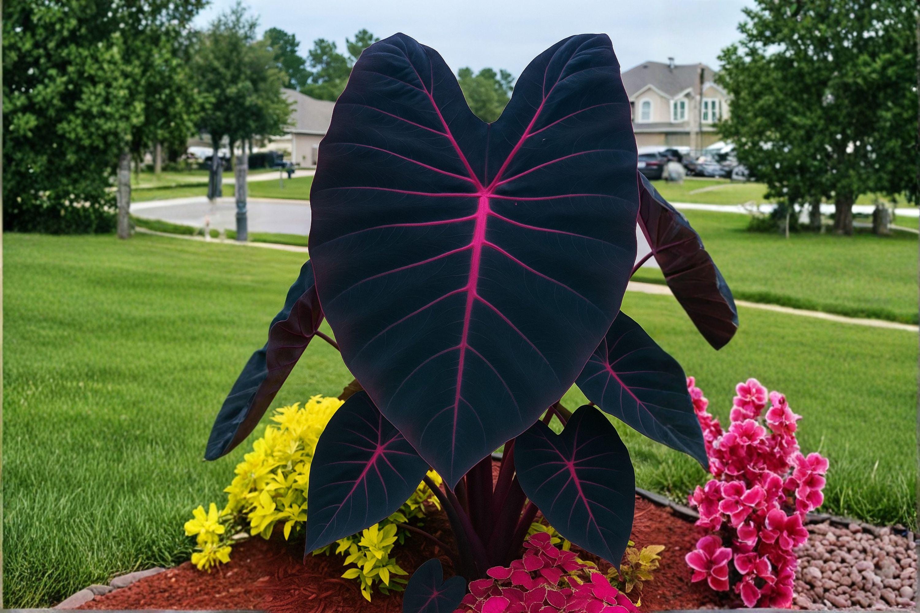 dracaena masoniana dracaena masoniana 'whale fin' – Arrows Aim Greenhouse & Supply Co main image 0