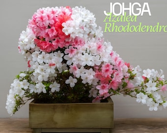 Johga Azalea Rhododendron - Live Rooted Starter Plant - Rare Multicolor Deciduous Flowering Shrub