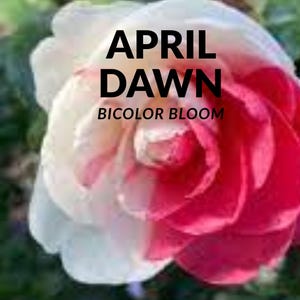 April Dawn Camellia Plant: Bicolor Pink & White Blooms, Evergreen Shrub