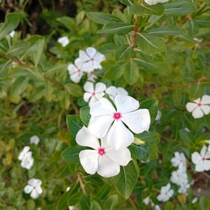Catharanthus roseus Vinca Seeds - 50+ Periwinkle Seeds - Pink and White Blooms - Drought Tolerant Flower for Garden or Pots