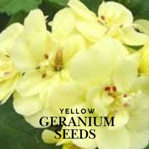 Yellow Geranium Seeds: Rare Perennial Flower - Bright Blooms