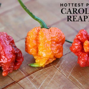 15 Super Hot Chili Pepper Seeds Mix – Carolina Reaper, Ghost, Trinidad – Rare Extreme Heat Peppers for Garden Growing