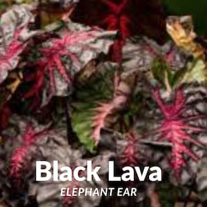 Black Lava Elephant Ear Plant: Colocasia esculenta, Tropical Foliage
