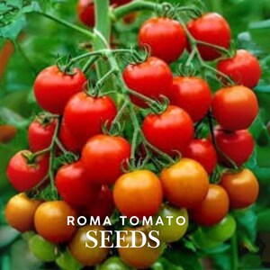 Roma Tomato Seeds: Heirloom Paste Variety for Sauces & Canning