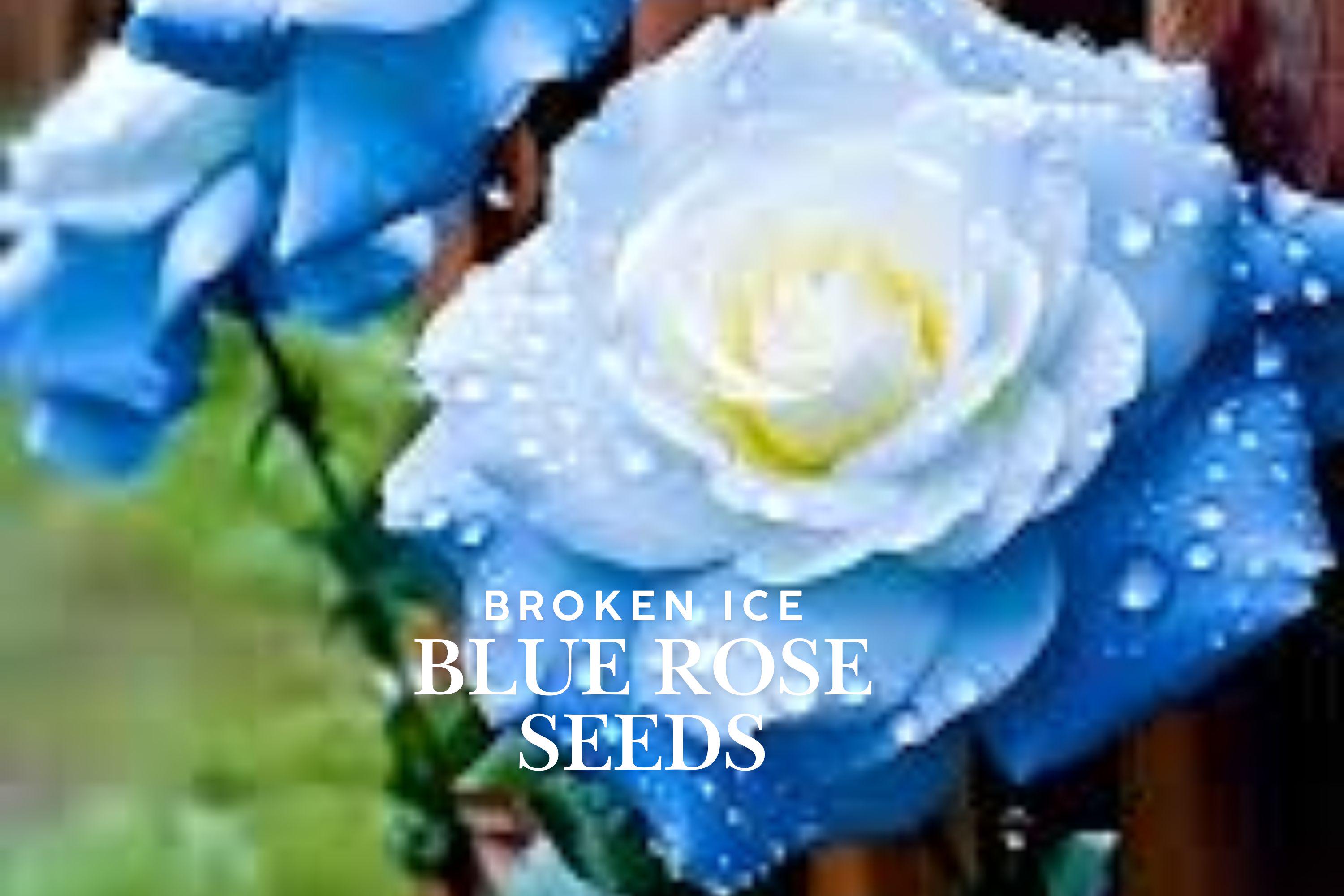 Ice Blue Rose Seeds: Rare Silvery-blue Flowers - 20 Seeds - Etsy