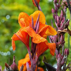 Canna Indica - Etsy