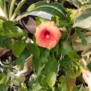 20 Tropical Hibiscus Seeds: Rosa-Sinensis, Vibrant Blooms