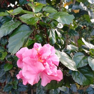 Camellia Seeds: Evergreen Flowering Shrub for Shade Gardens
