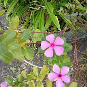 Catharanthus roseus Seeds | Madagascar Periwinkle | Vinca Flower | Easy to Grow Annual | Colorful Garden Blooms | Heirloom Seeds