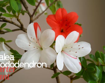 Ivoryyana Azalea Rhododendron - Live Rooted Starter Plant - White and Peach Bicolor Deciduous Shrub