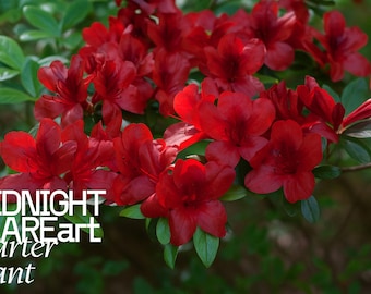 Midnight Flare Azalea Rhododendron - Live Rooted Starter Plant - Deep Red Deciduous Flowering Shrub