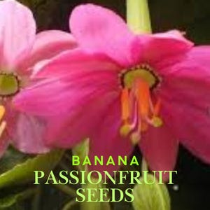 Banana Passionfruit Seeds: Exotic Tropical Vine with Pink Flowers