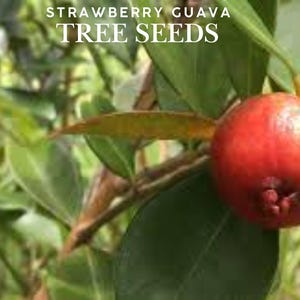 10 Strawberry Guava Tree Seeds – Psidium cattleianum – Sweet Edible Fruit – Tropical Fruit Tree for Home Garden or Pot