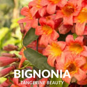 Tangerine Beauty Crossvine: Live Orange Blooming Vine for Trellis