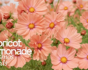 Apricot Lemonade Cosmos Seeds – Rare Annual Blooms – Soft Pastel Flowers for Cottage & Cutting Gardens