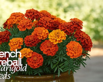 French Fireball Marigold Seeds - Bright Red Orange Blooms - Easy Annual Flowers for Garden Planting