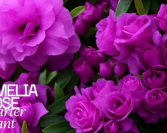 Amelia Rose Azalea Rhododendron - Live Rooted Starter Plant - Deciduous Pink Flowering Shrub