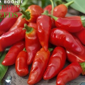 10 Guam Boonie Pepper Seeds – Rare Wild Hot Chili – Heirloom Capsicum frutescens – Spicy Compact Pepper Plant for Garden
