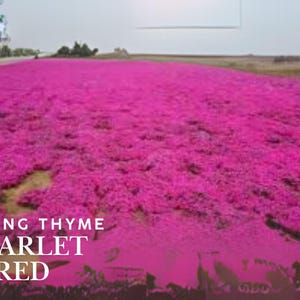 Scarlet Red Creeping Thyme Seeds: Fragrant Ground Cover - Pollinator Friendly