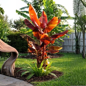 Puede incluir: Una vibrante escena de jardín con una llamativa planta de plátano rojo con grandes hojas coloridas. La planta está rodeada de exuberante hierba verde y otras plantas tropicales. Una escultura de madera añade un toque artístico al paisaje.