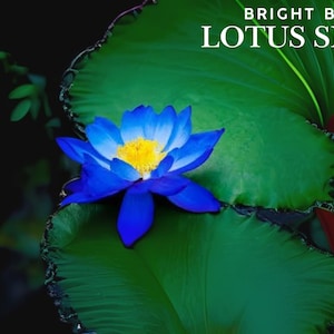 Bright Blue Lotus Seeds: Exotic Water Garden Plant