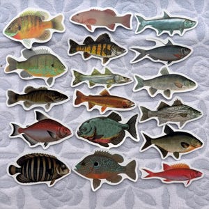50pcs Realistic Fish Stickers Pack – Waterproof Fishing Decals for Tackle Box, Water Bottles, Kids & Nature Lovers Gift