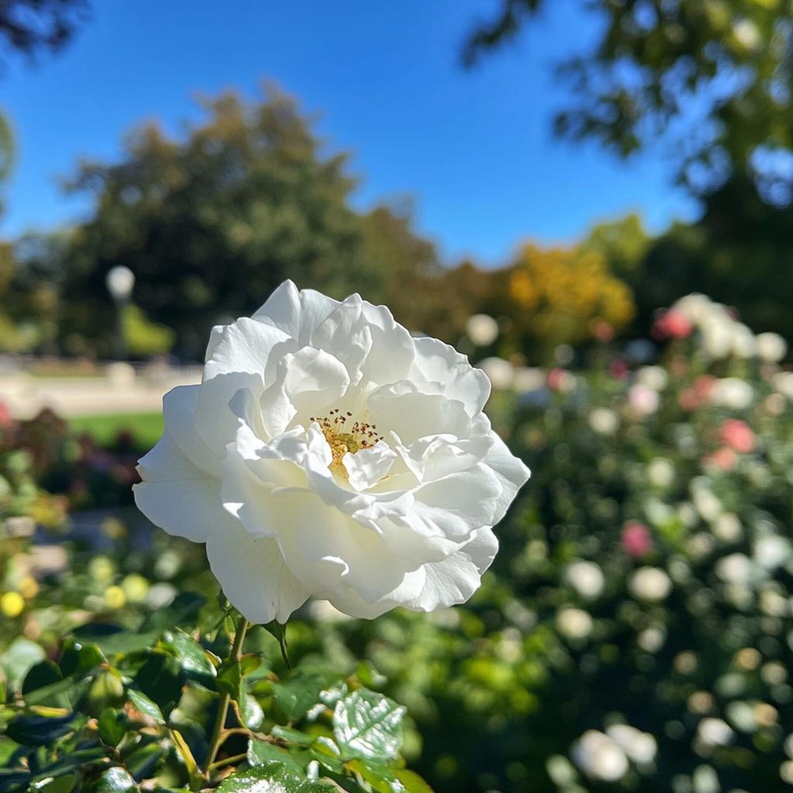 Planting White Roses White Rose Seeds for Planting – Elegant Pure Blooms – Garden & Balcony ...