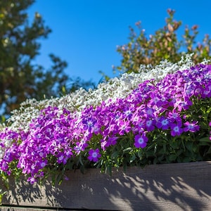 Colorful Phlox Flower Seeds – Solid Mixed Blooms for Summer Garden Delight
