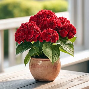 Red Hydrangea Seeds – Bold Summer Blooms for Patios, Gardens & Flower Beds
