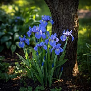 Blue Iris Seeds – Classic Garden Perennial with Striking Blue Blooms