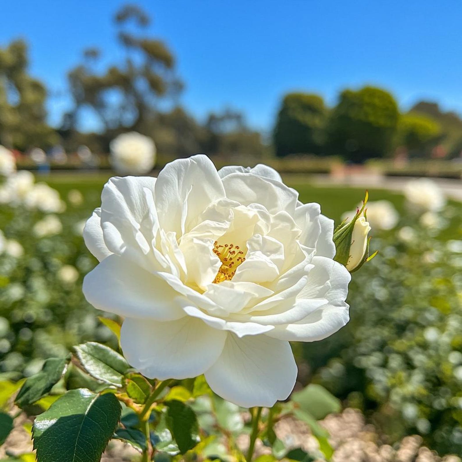 Planting White Roses White Rose Seeds for Planting – Elegant Pure Blooms – Garden & Balcony ...