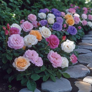 Mixed Color Rose Seeds – Romantic Blend of Pink, Red, Yellow & White Blooms – Hardy Perennial for Home Gardens