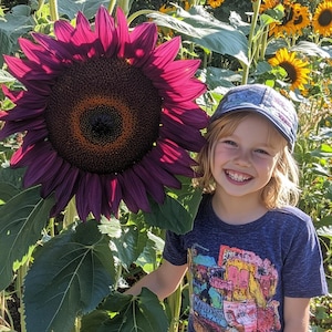 Giant Purple Sunflower Seeds | Rare Violet Flowering Plants for Garden Decor
