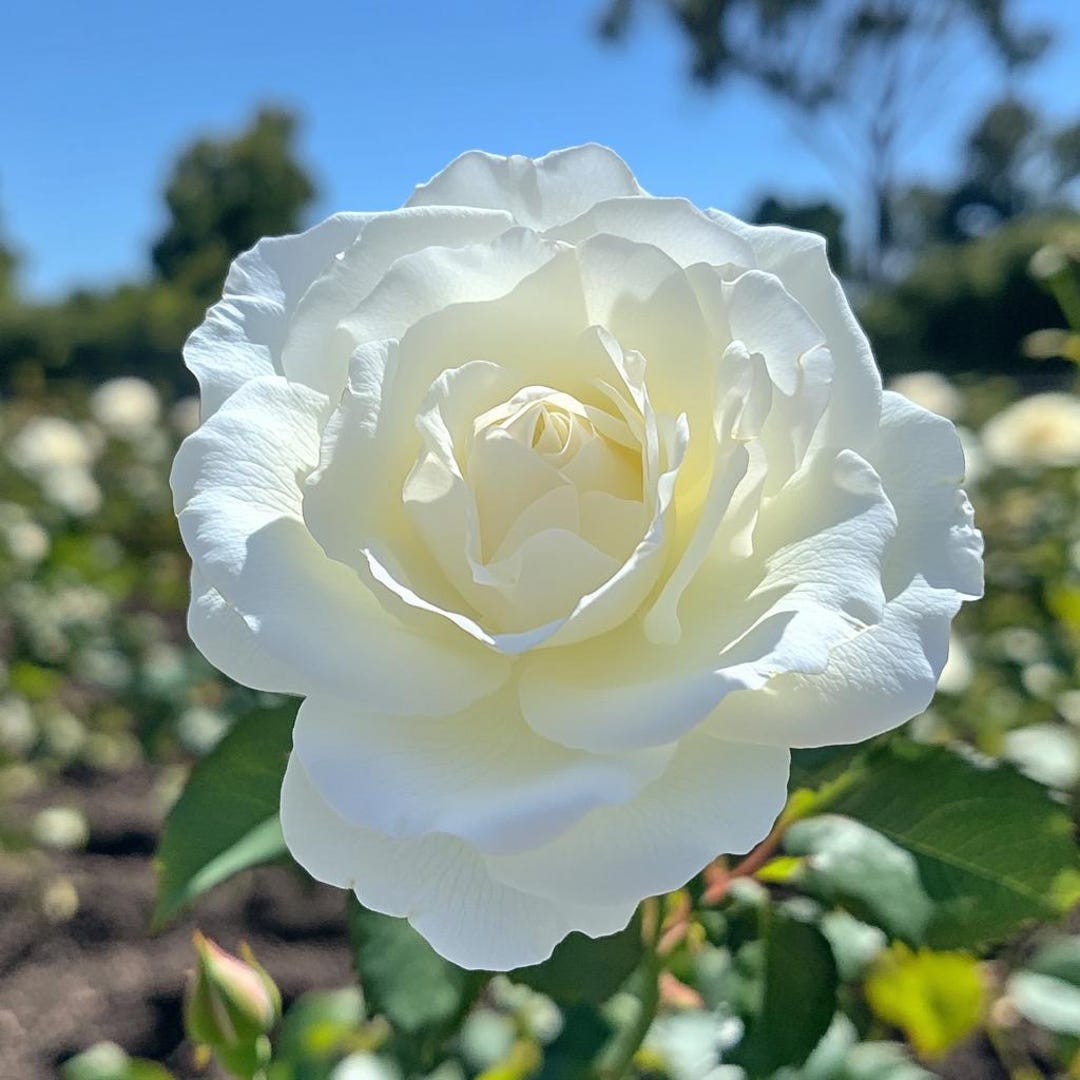 Planting White Roses White Rose Seeds for Planting – Elegant Pure Blooms – Garden & Balcony ...