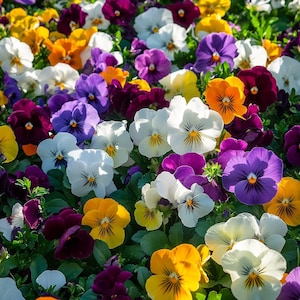 Heirloom Mixed Pansy Seeds – 100/200/500 Seeds – Romantic Cottage Garden Flowers – Cold-Hardy Annuals