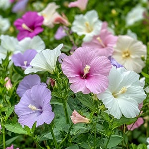 Rose of Sharon Seeds Mix – Multicolor Hibiscus Syriacus, Hardy Blooms for Summer-to-Fall Gardens