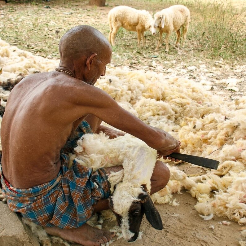 May include: A person shearing a sheep outdoors. The sheep is white with a black face and ears. The person is using a shearing tool. Two other sheep are in the background, and there is a pile of wool on the ground.