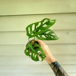 Monstera - Adansonii - Live 4&quot; Potted Plant - Swiss Cheese Plant - Tropical Houseplant - Indoor Plant - Apartment Therapy