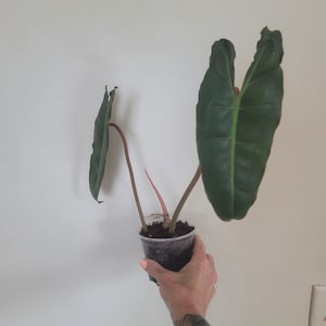May include: A potted plant with large, dark green leaves and reddish stems. The plant is held in a clear plastic pot, showcasing the soil and roots. The leaves have a prominent central vein, and the plant is set against a plain white wall.