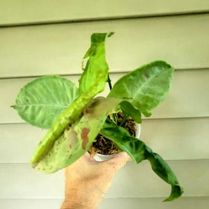 Syngonium - Milk Confetti - Live 4&quot; Potted Plant - Tropical Houseplant - Indoor Plant - Beginner Friendly - Easy Care Plant