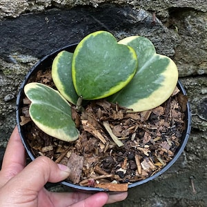 Hoya Kerrii Variegated / Sweetheart / Valentine Hoya / Certificado fitosanitario gratuito