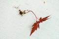 Japanese Maple Tree small seedlings (5 pack)